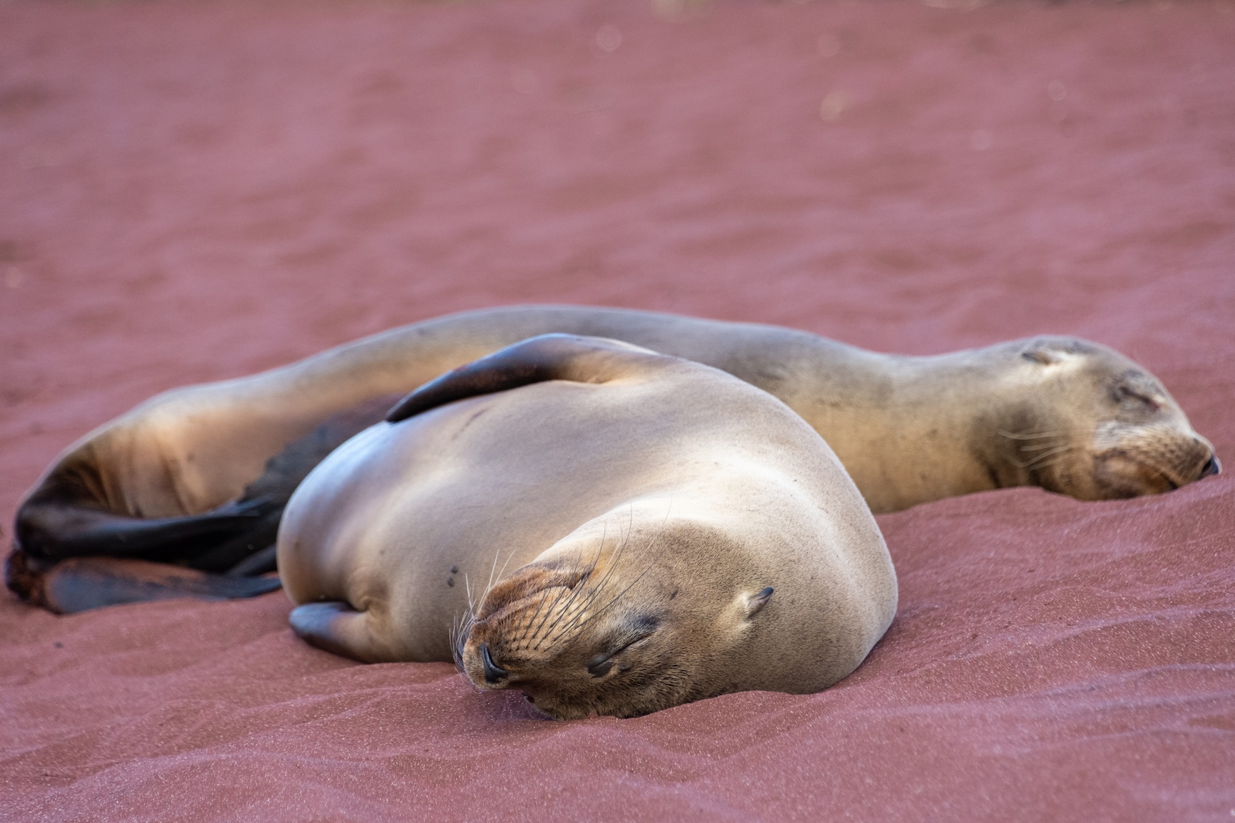 Sea lions resting on red sand beach in Galapagos Islands Ecuador